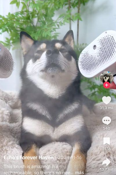 peine de mascota viral tiktok
